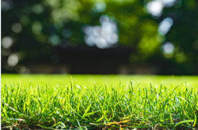 SEPTEMBER JOBS FOR THE LAWN